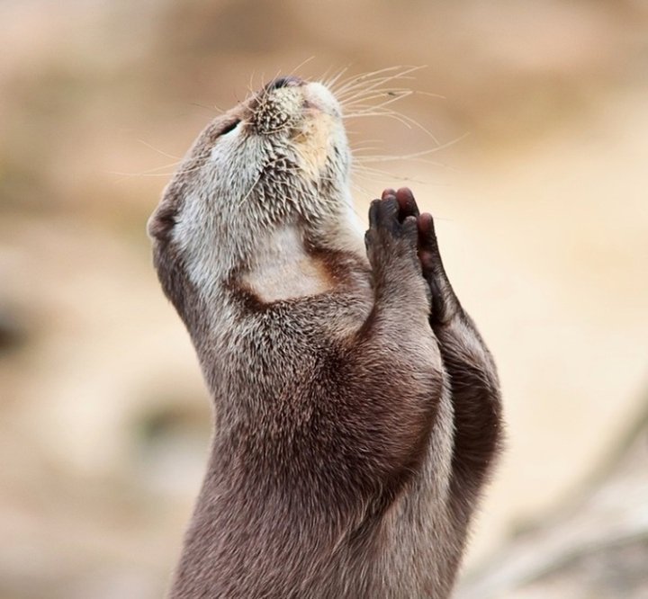 otter-prayer.jpg